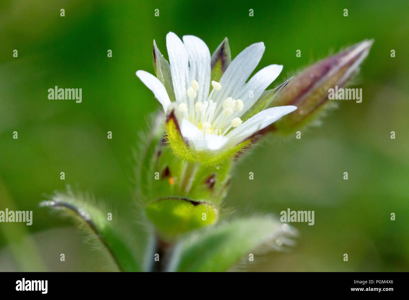 Common Chickweed (cerastium fontanum), also known as Mouse-ear Chickweed, a close up of the flower with bud. Stock Photo