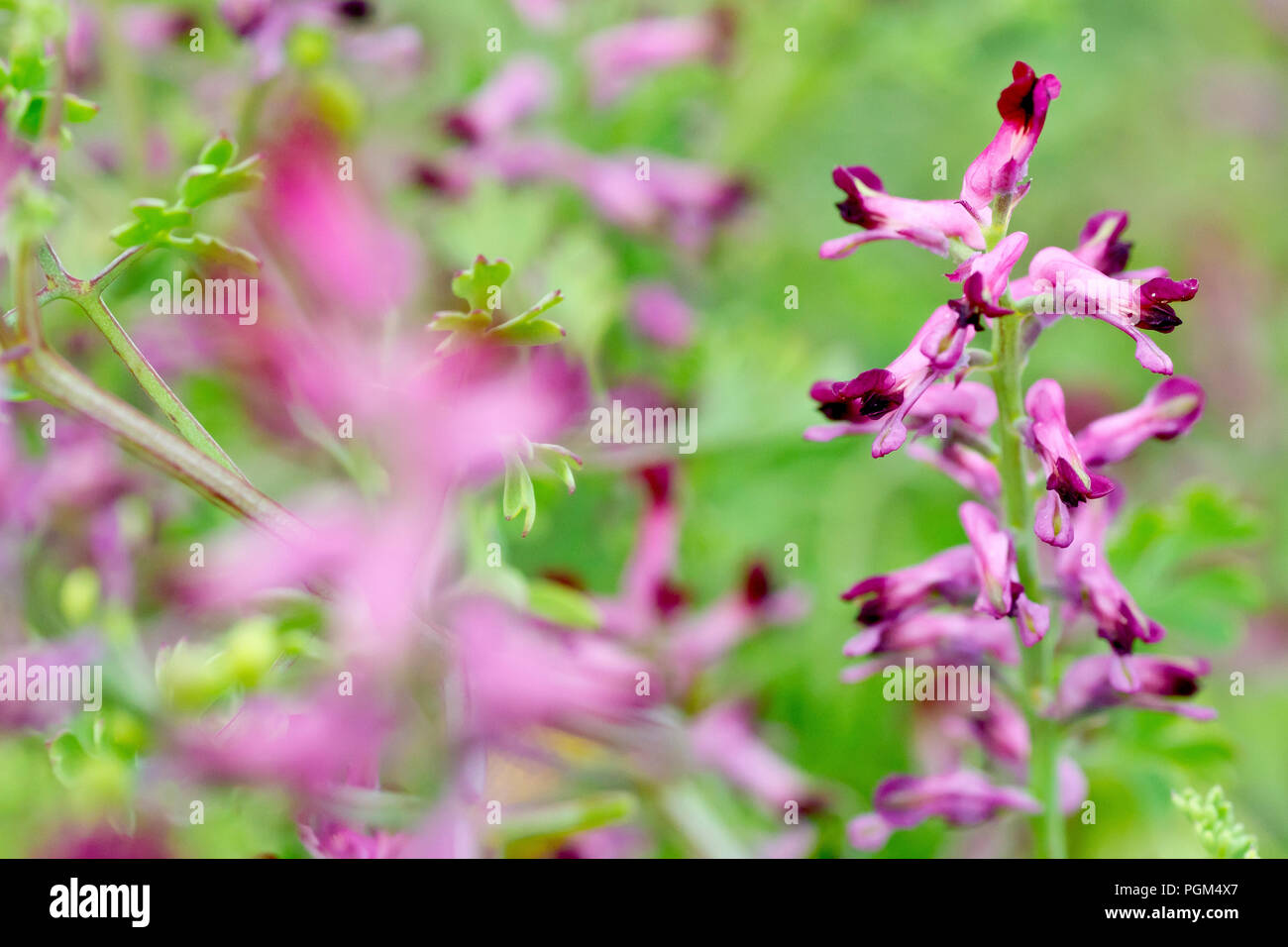 Common Fumitory (fumaria officinalis), close up of a single flower stem out of many. Stock Photo