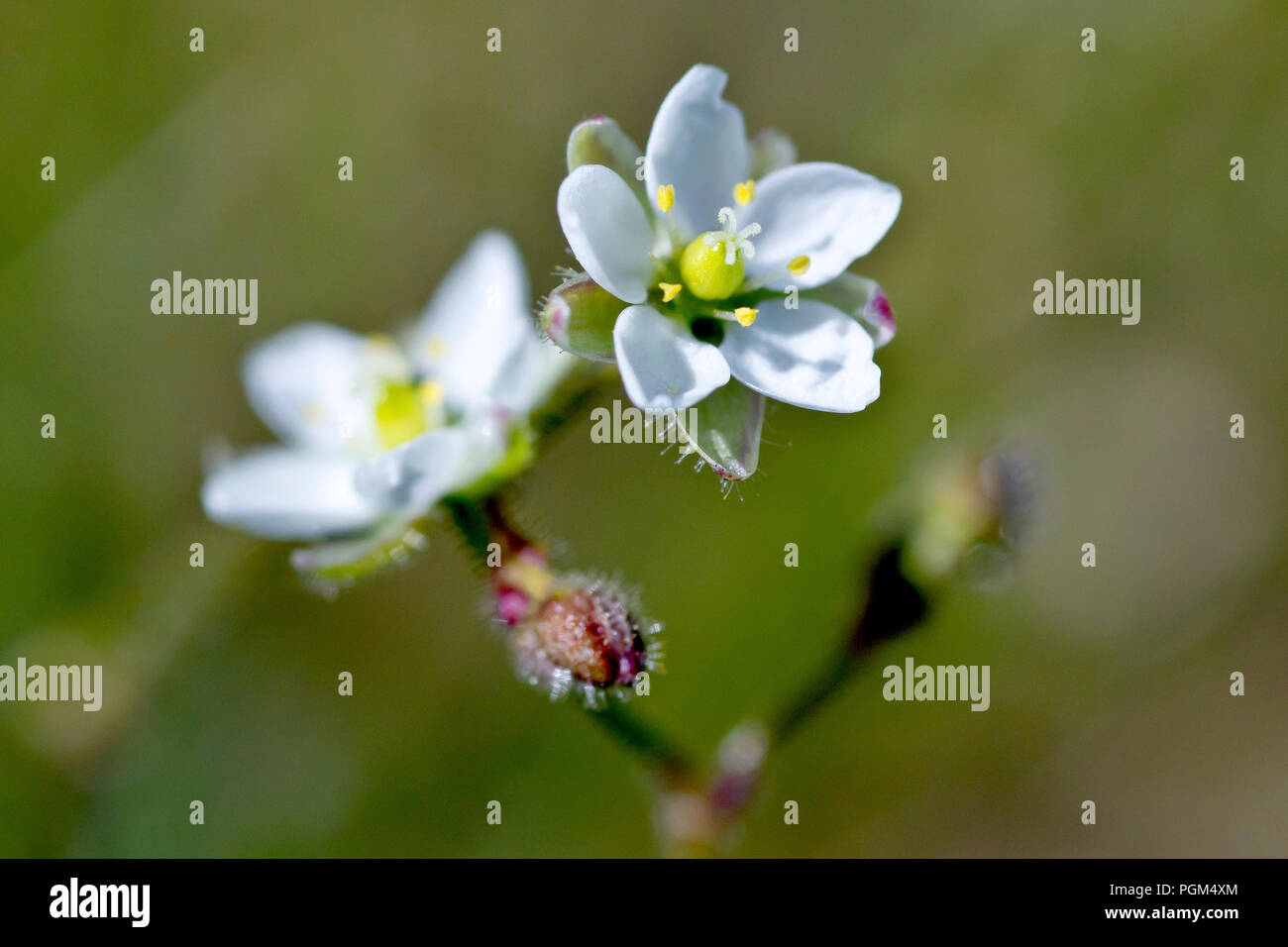 Corn Spurrey (spergula arvensis), close up of a single flower with another in the background. Stock Photo