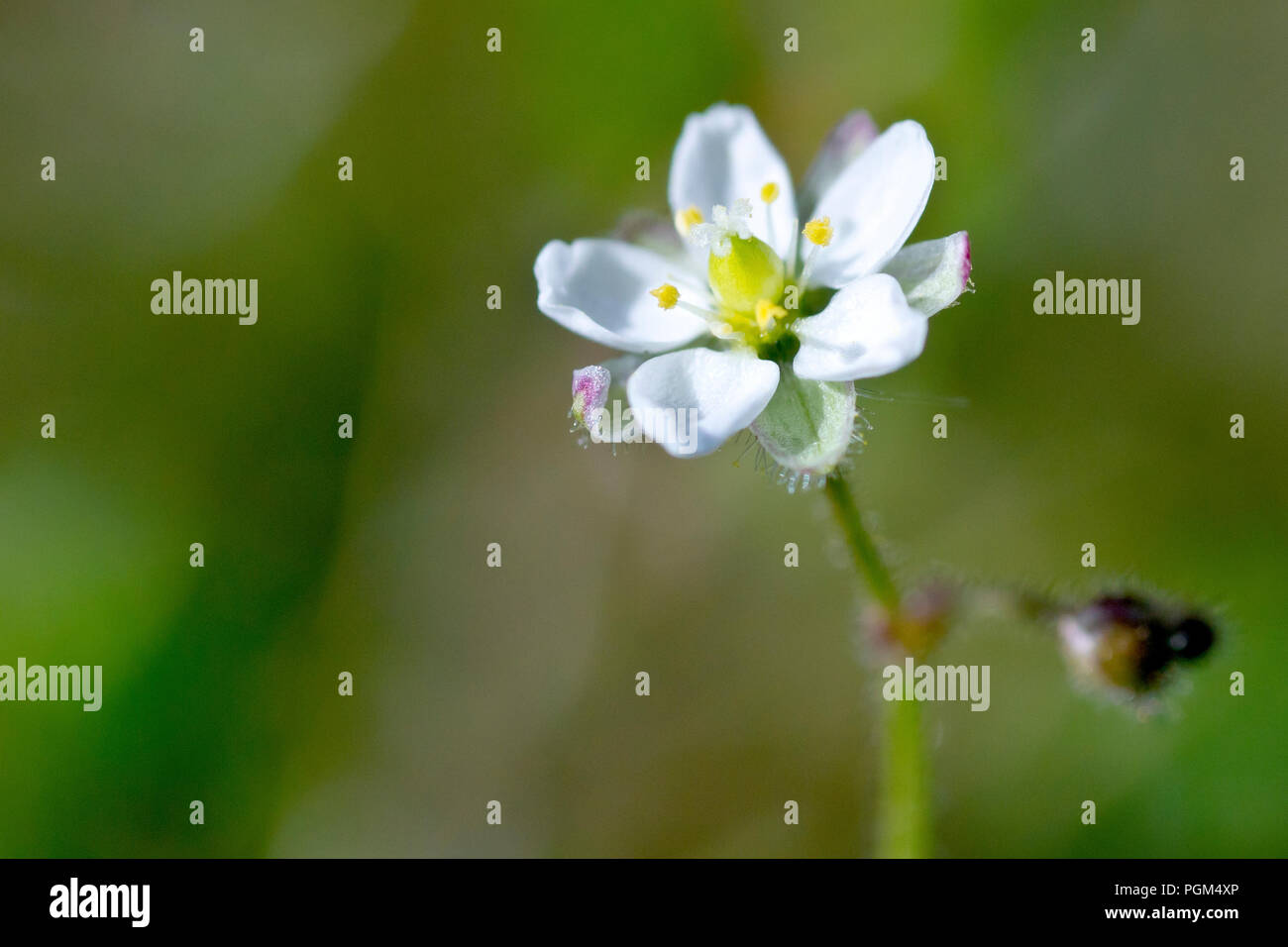 Corn Spurrey (spergula arvensis), close up of a single flower with an out of focus background. Stock Photo