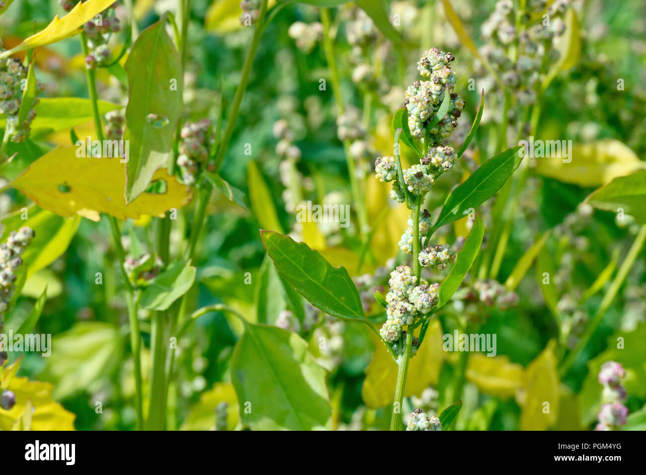 Fat-hen (chenopodium album), close up of a flowering stem showing leaves. Stock Photo
