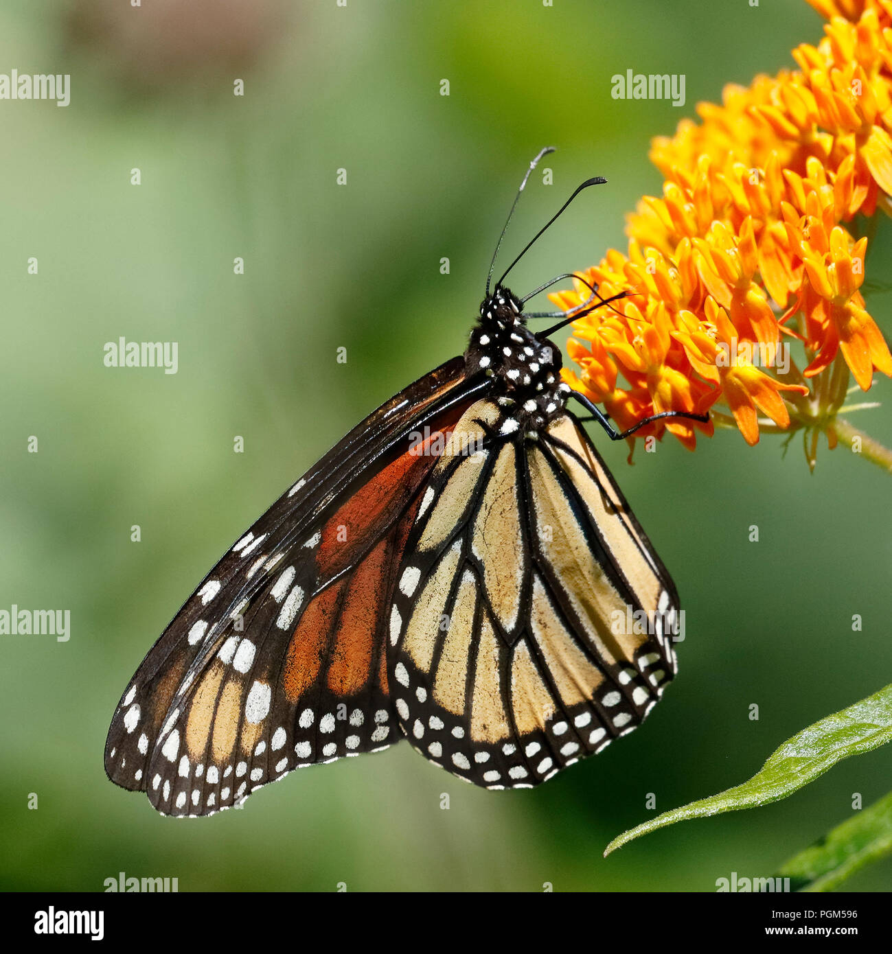 Monarch butterfly (Danaus plexippus) nectaring on butterfly weed - Ontario, Canada Stock Photo