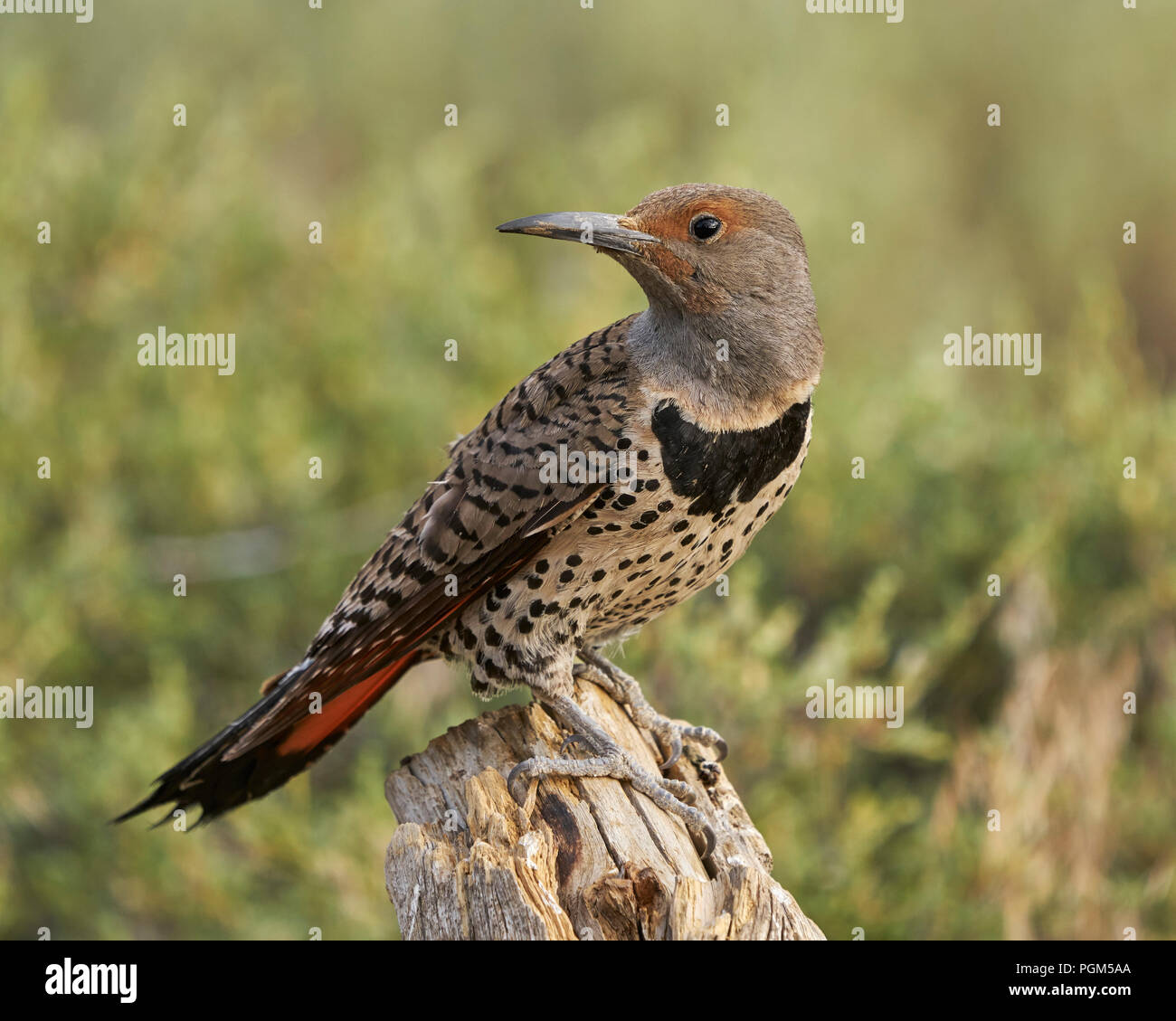 Northern ("red-shafted") Flicker (Colaptes auratus), Lake County Oregon Stock Photo