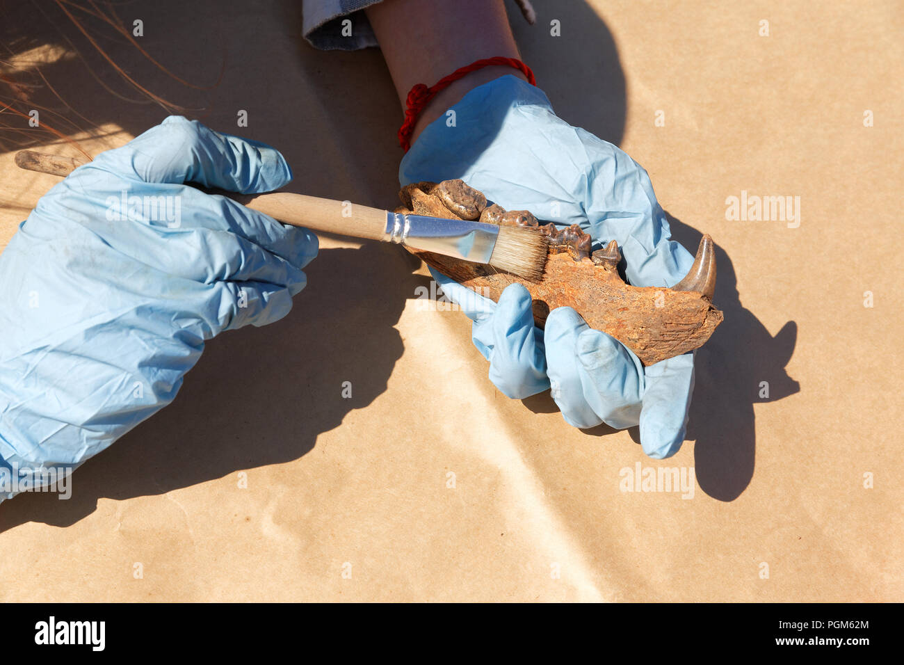 The archaeologist carefully cleans with a brush a find - part of the bear's jaw. The medieval age. Preparing for transportation for further laboratory Stock Photo