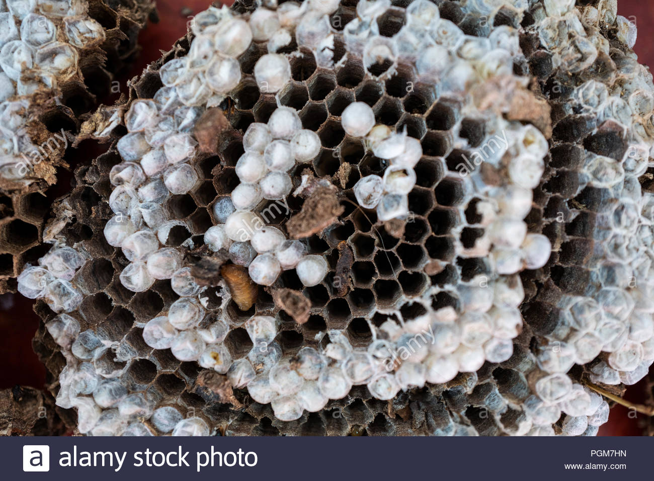 Nest Stock Photos & Nest Stock Images Alamy