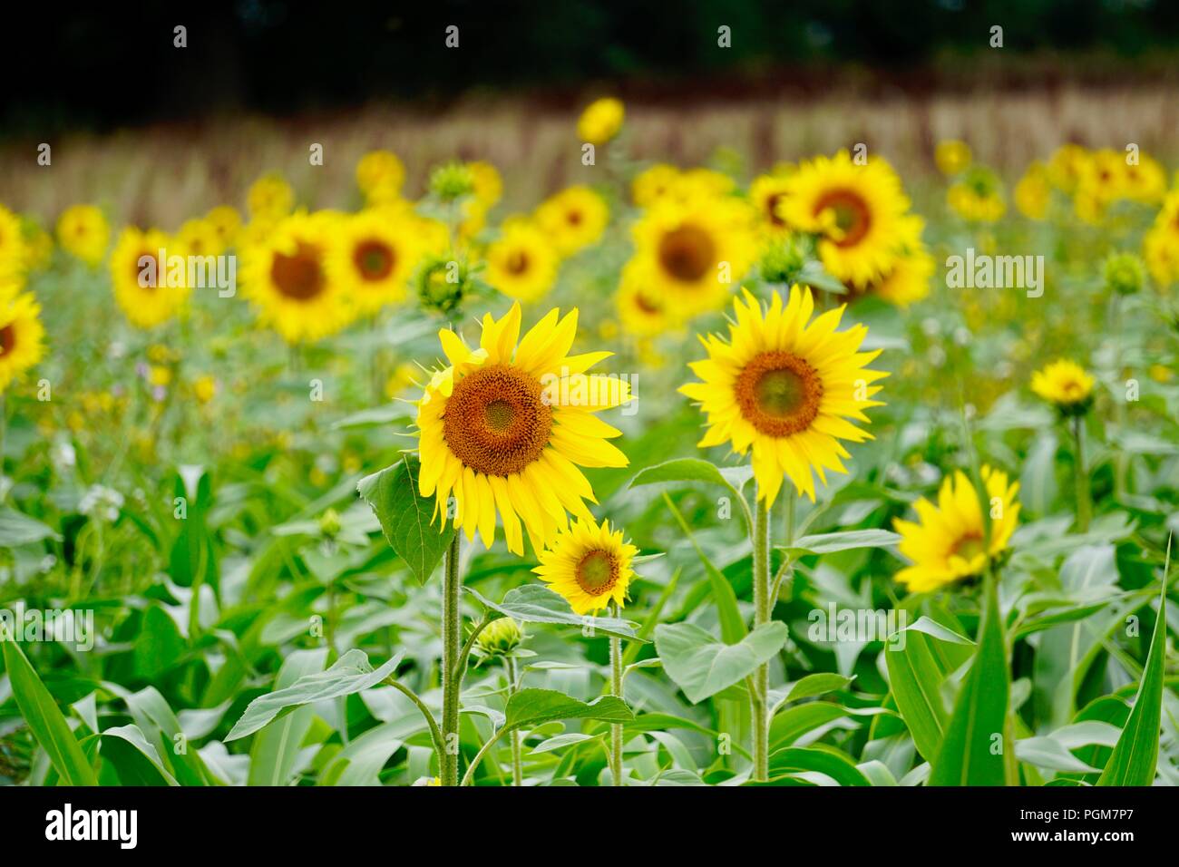 Sunflowers close up hi-res stock photography and images - Alamy