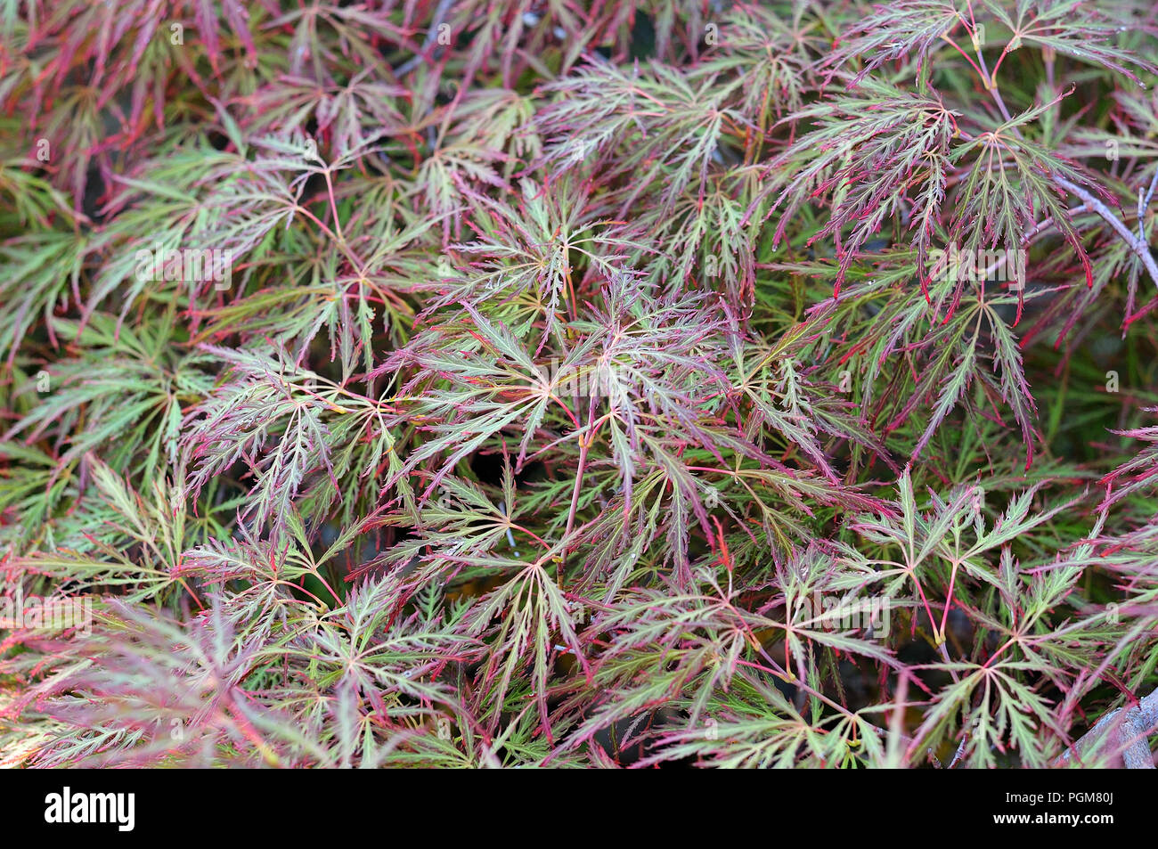 Japanese Maple Tree Acer Palmatum High Resolution Stock Photography and ...