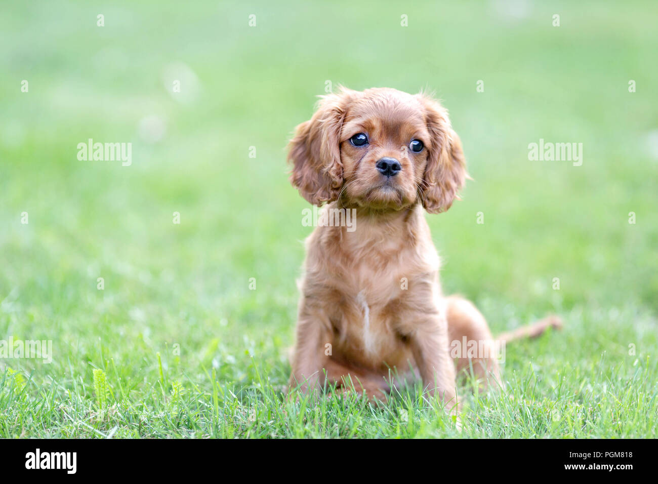 Cute puppy sitting on the green grass Stock Photo