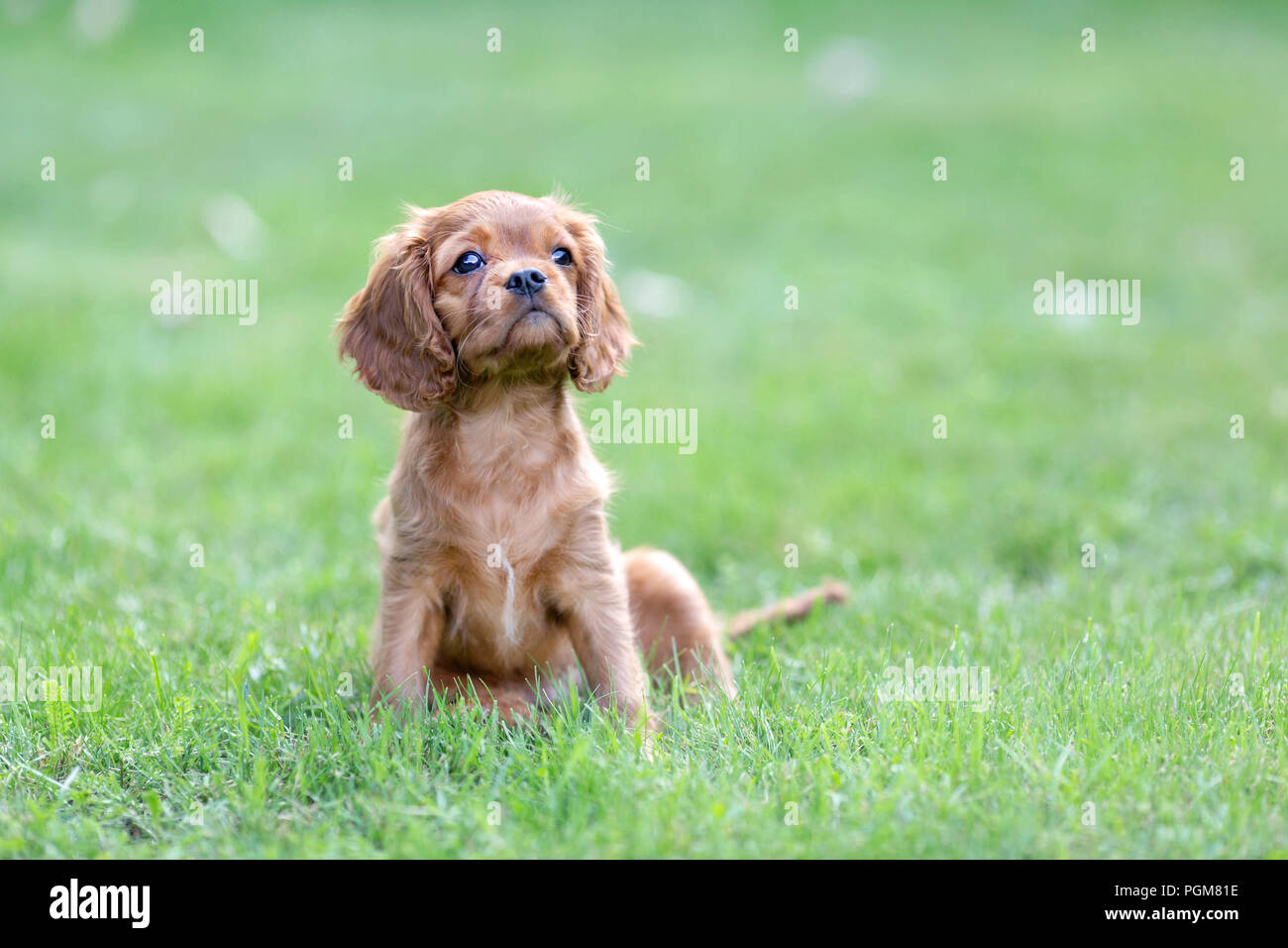Cute puppy sitting on the green grass Stock Photo