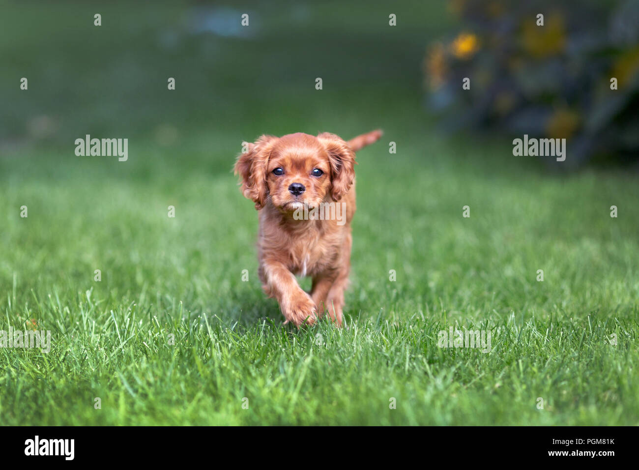 Adorable puppy walking on the green grass Stock Photo