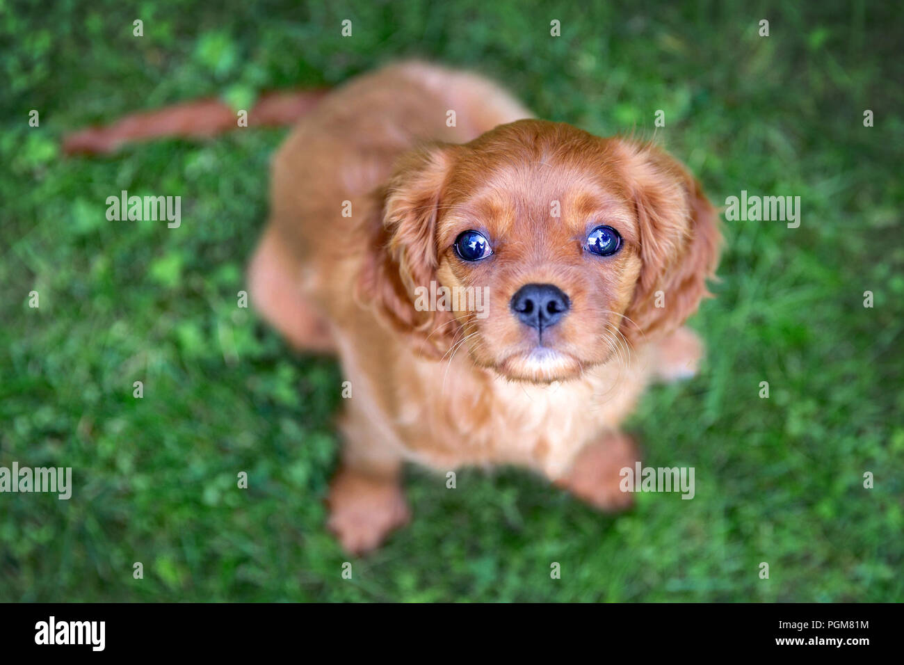 Adorable puppy sitting on the green grass Stock Photo