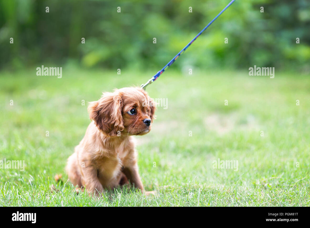 Cute puppy learnig to walk on the leash Stock Photo