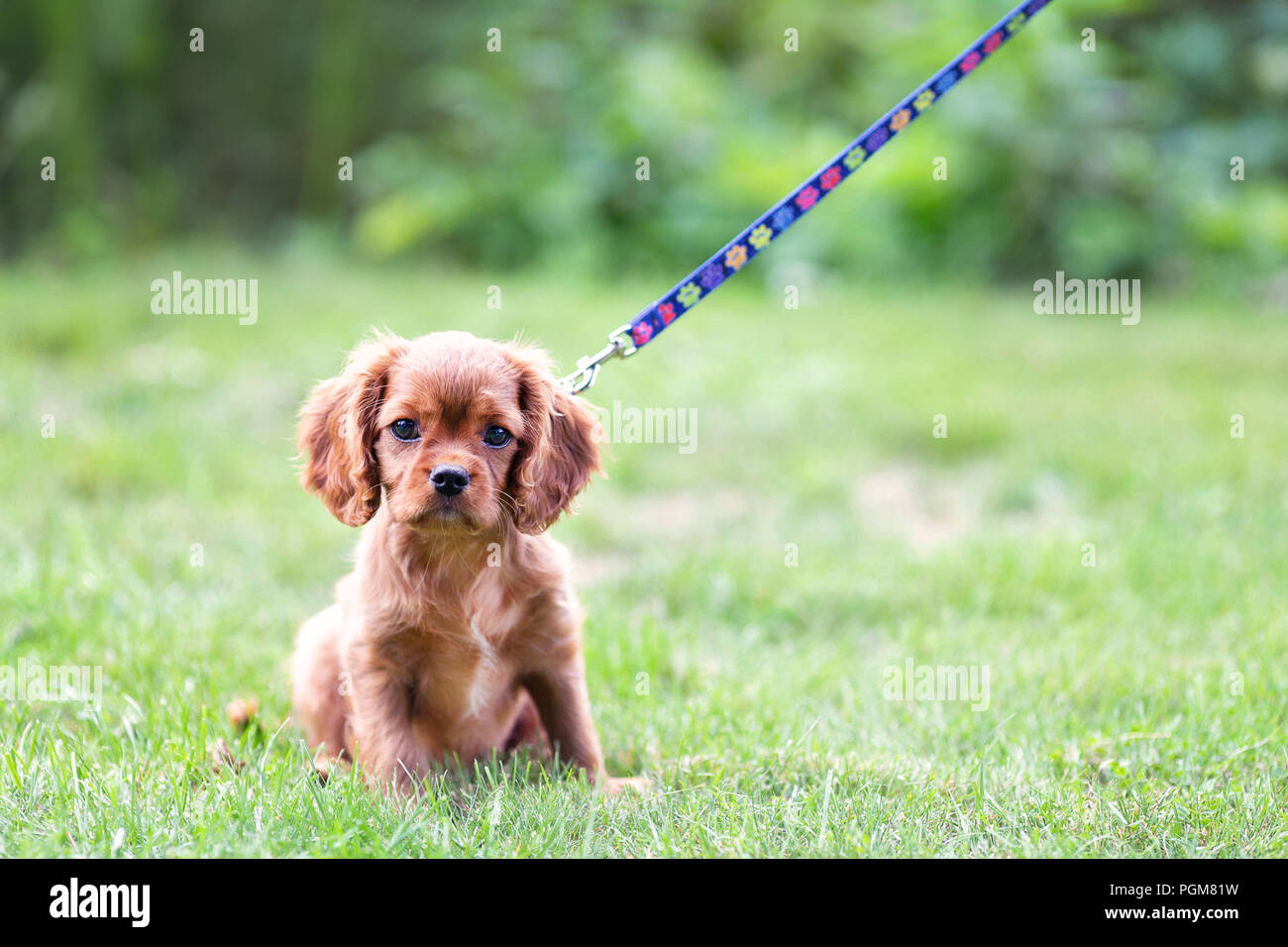 Cute puppy on the leash sitting on teh grass Stock Photo