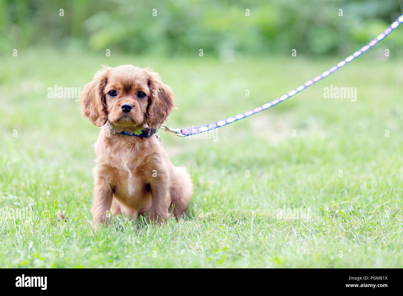 Cute puppy on the leash sitting on the grass Stock Photo