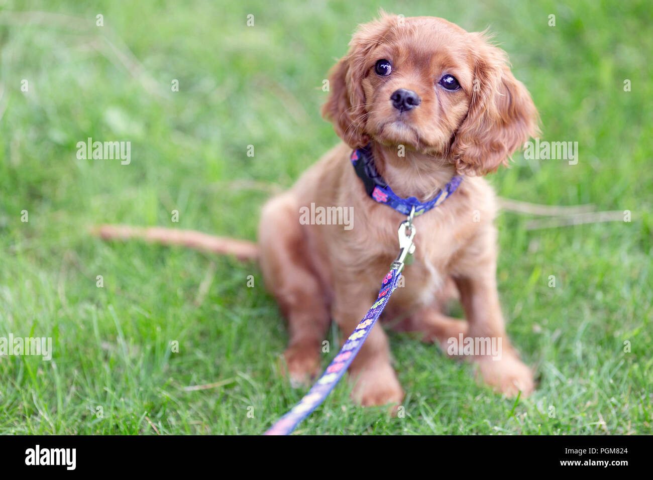 Cute puppy on the leash sitting on the grass Stock Photo
