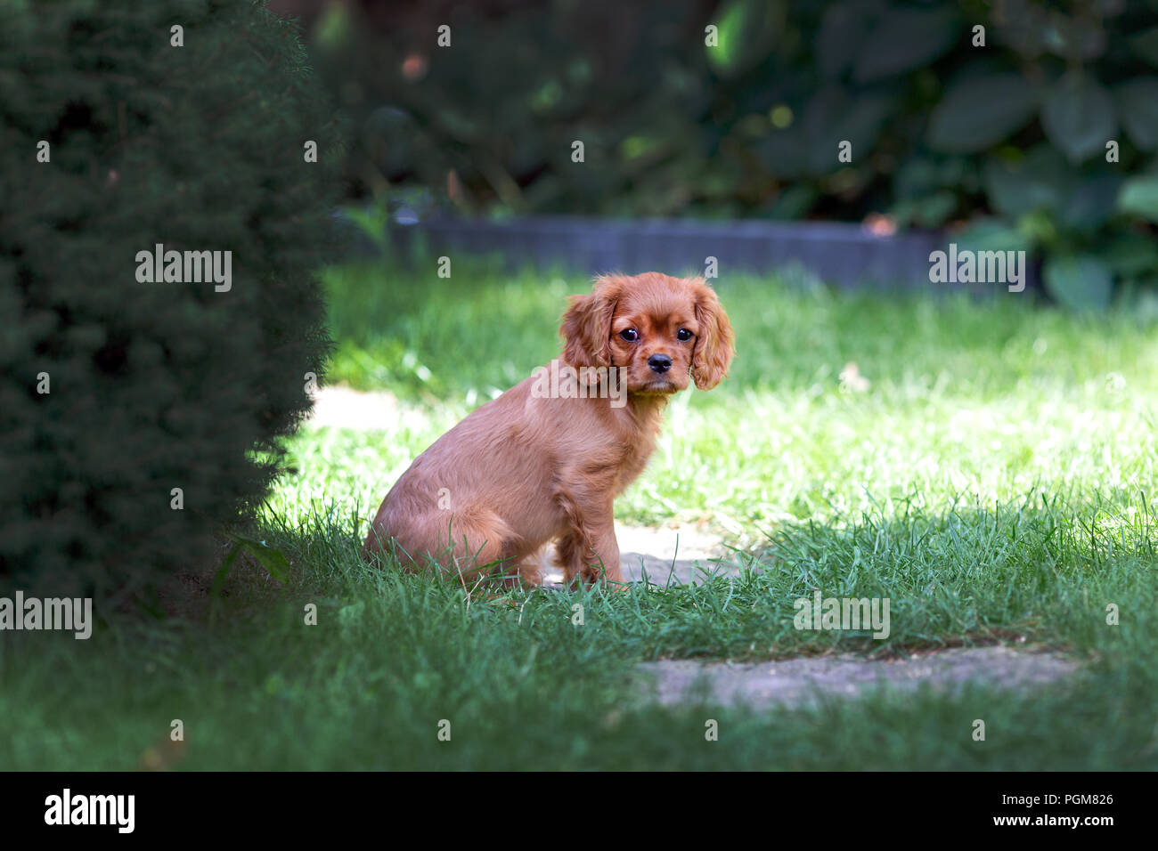 Cute puppy sitting in the garden Stock Photo