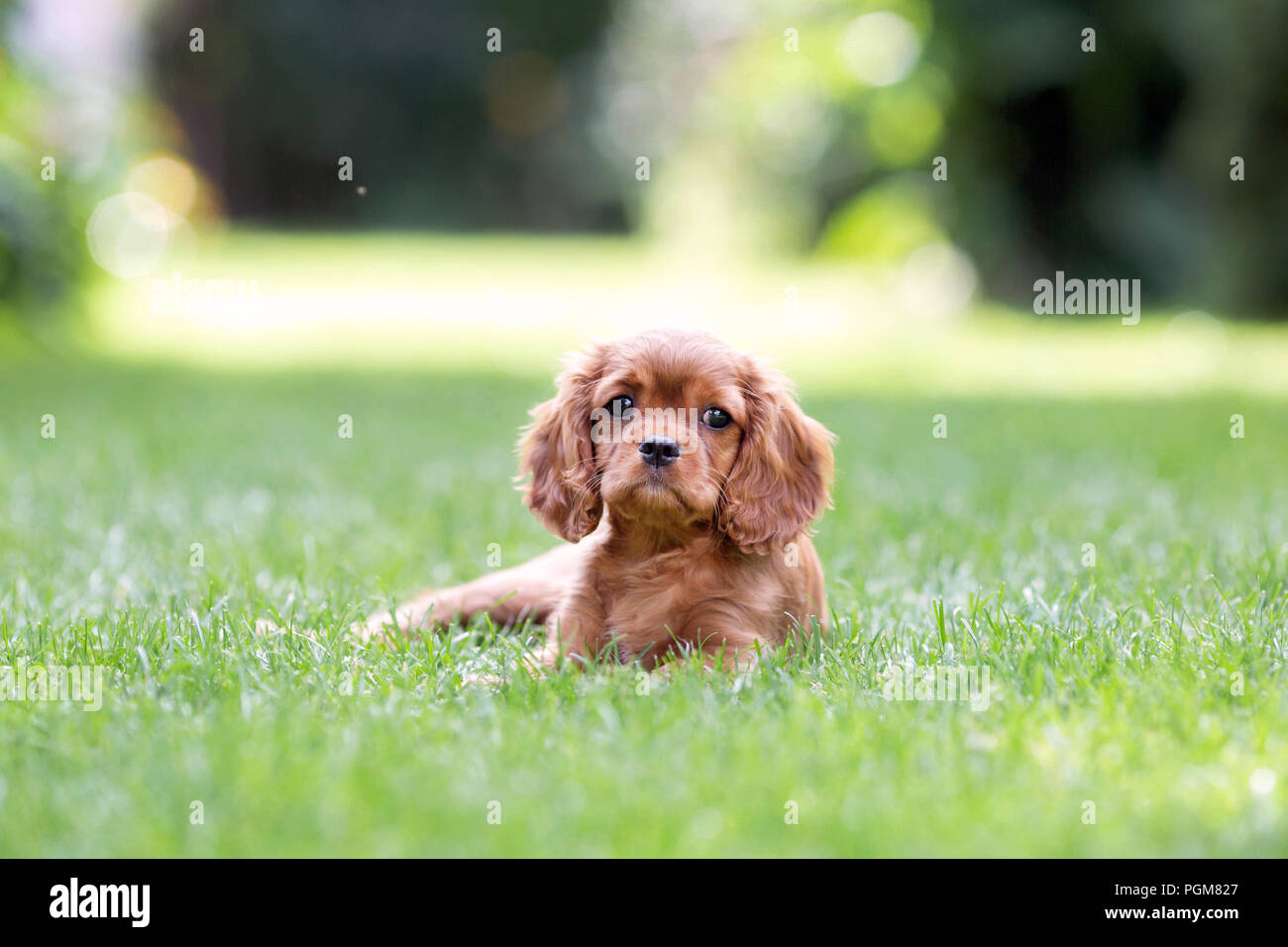 Cute puppy lying on the grass in the garden Stock Photo