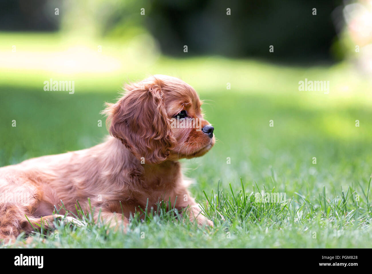 Cute puppy lying on the grass Stock Photo