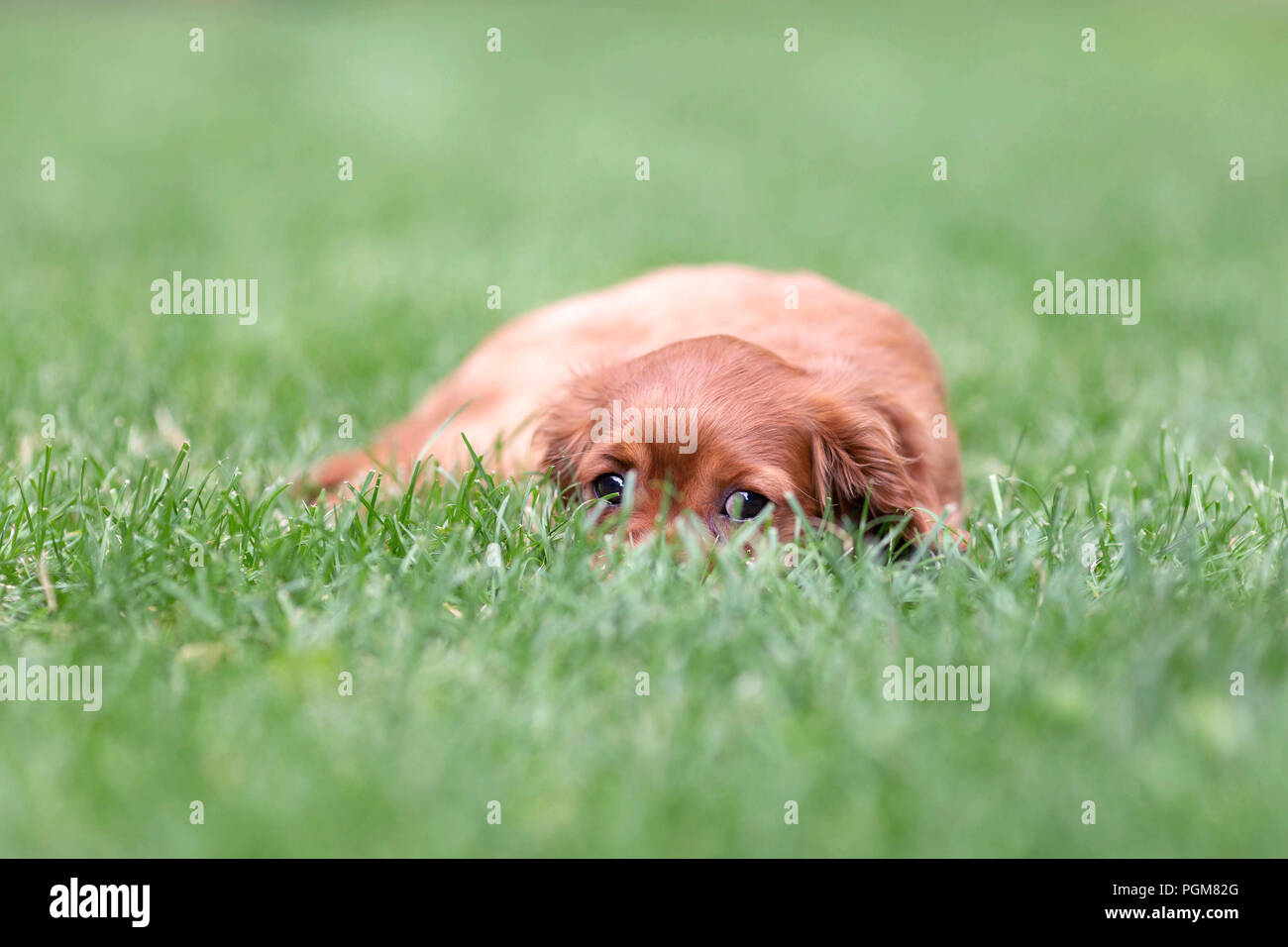 Adorable puppy hiding in the green grass Stock Photo