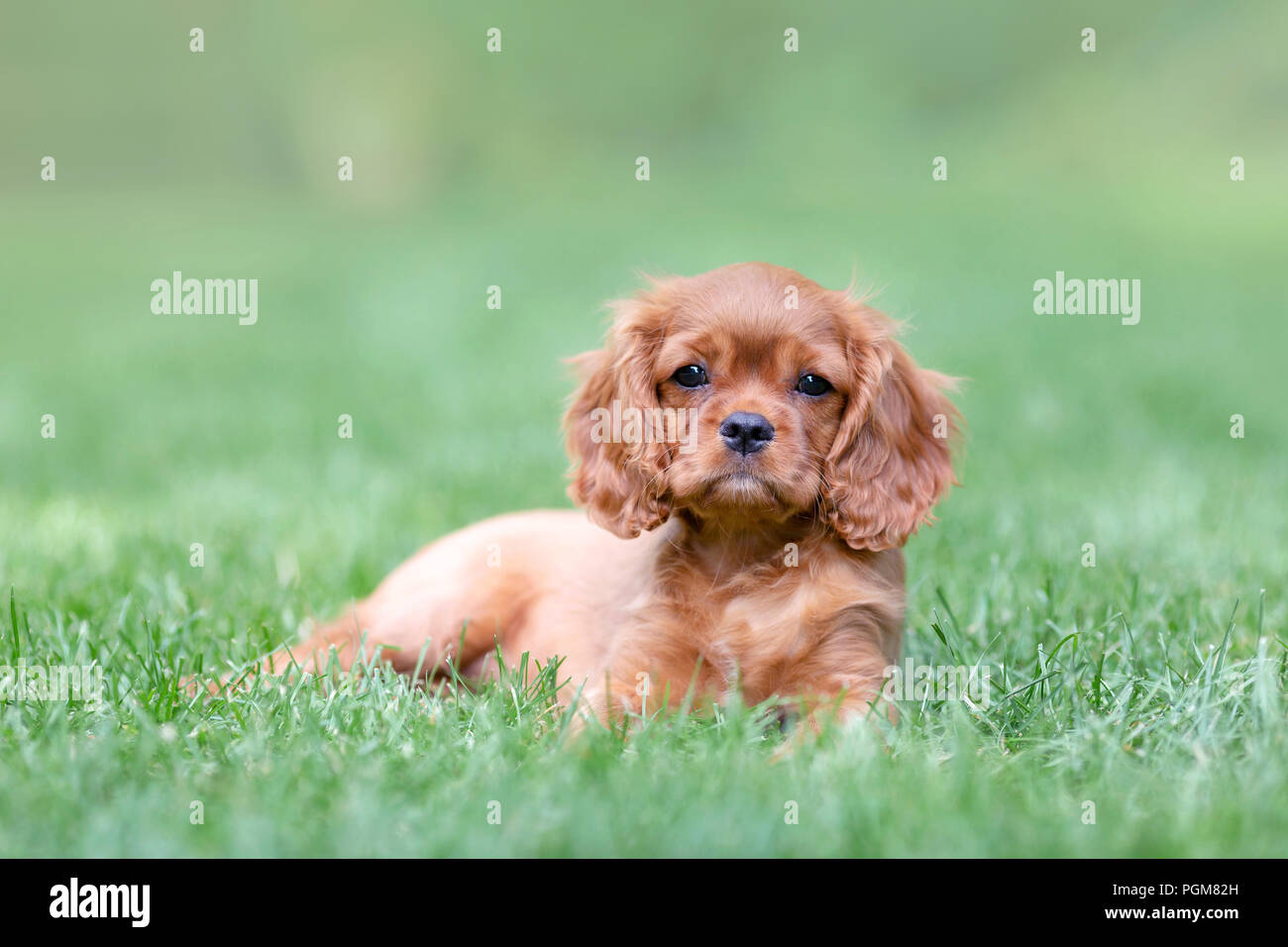 Cute puppy lying on the grass in the garden Stock Photo