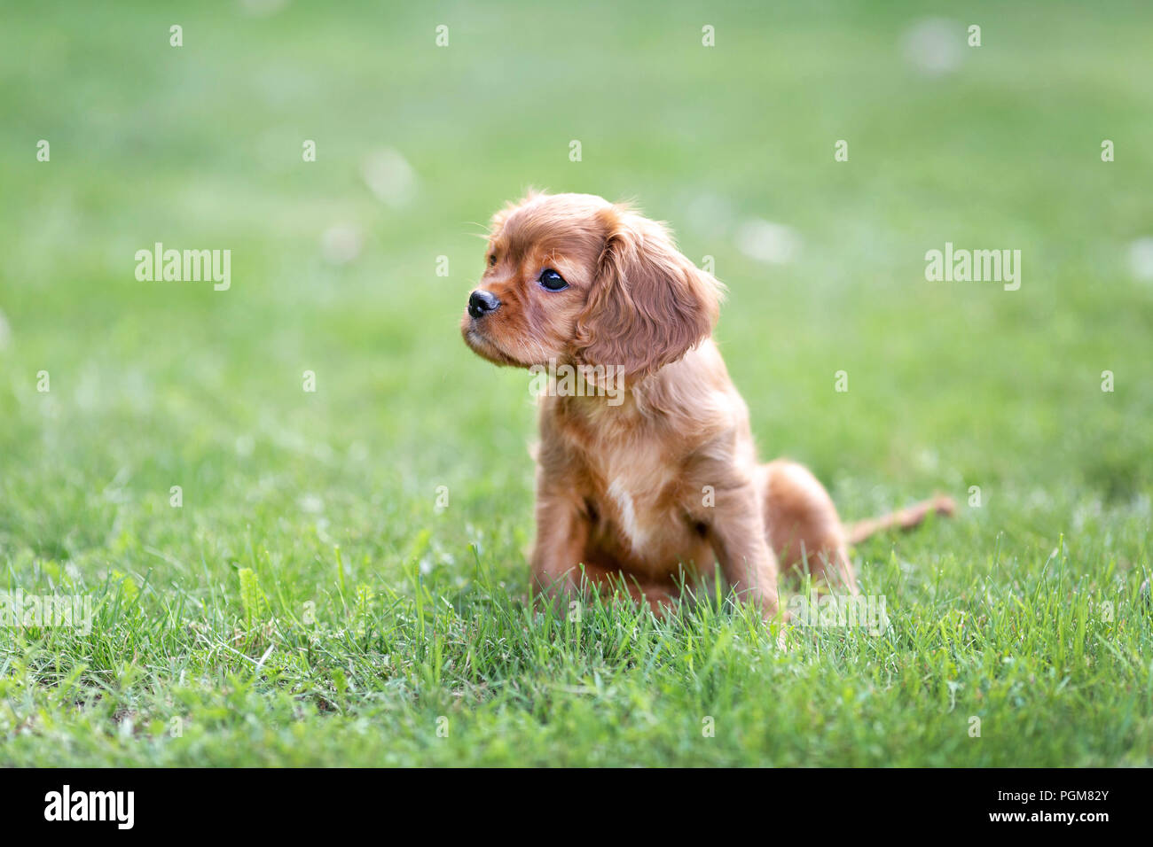 Adorable puppy sitting on the green grass Stock Photo
