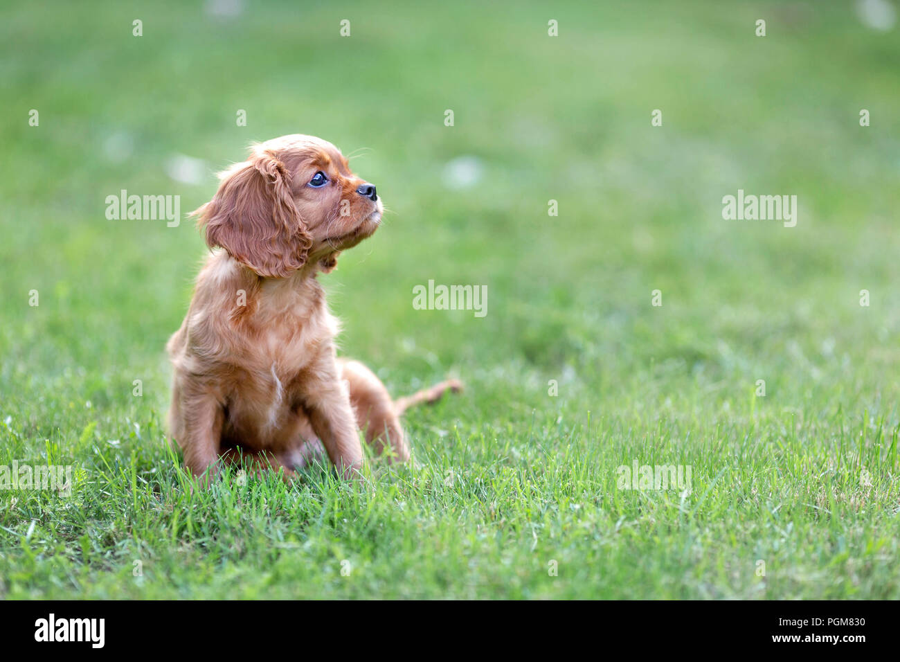 Adorable puppy sitting on the grass Stock Photo