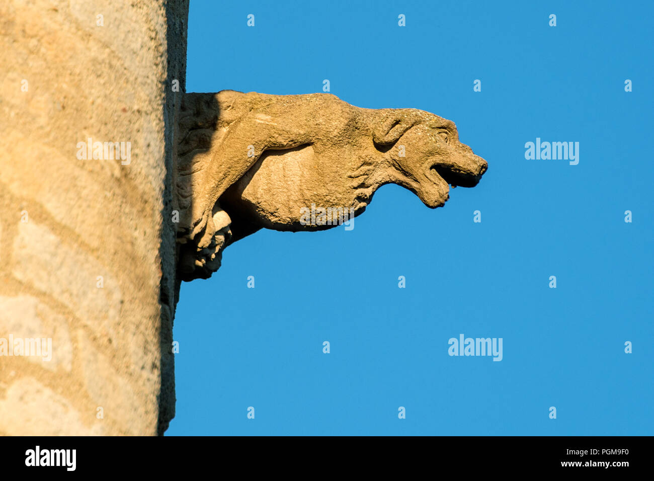 middle age dog head gargoyle on a top of an ancient castle tower Stock Photo