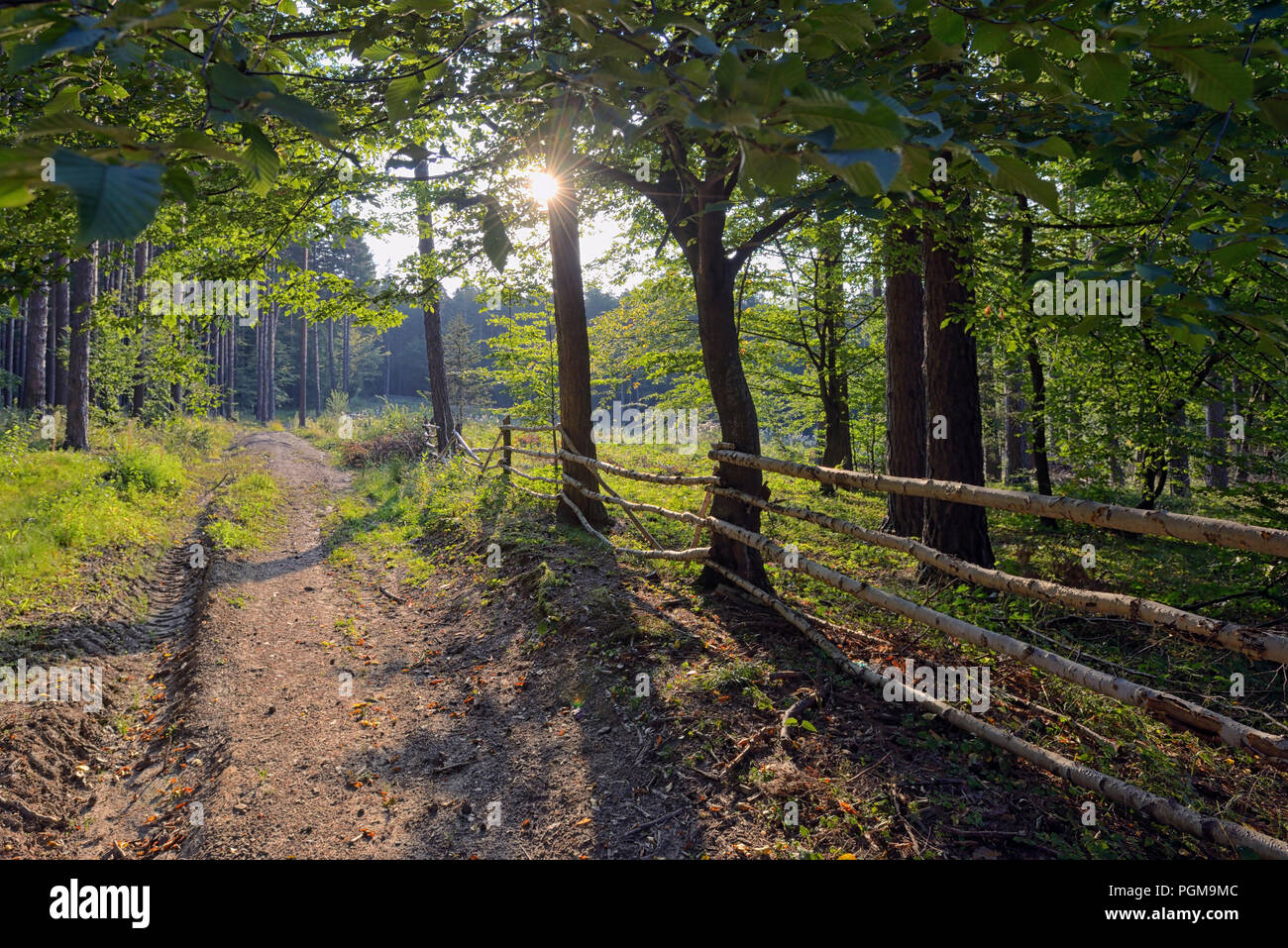 Wooden fence in the summer forest Stock Photo - Alamy