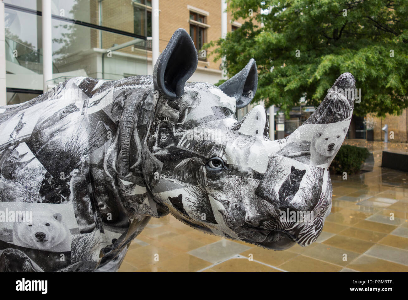 David Yarrow's Tusk Rhino on Duke of York Square, King's Road, Chelsea, London, SW3, UK Stock Photo
