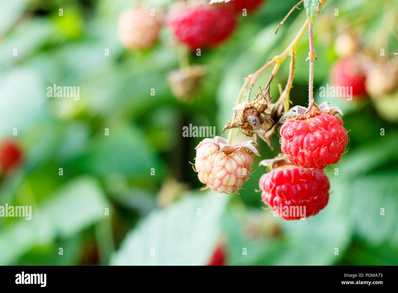 Underipe Raspberries Close up of ripe and unripe raspberries on bush in the garden. Shallow ...