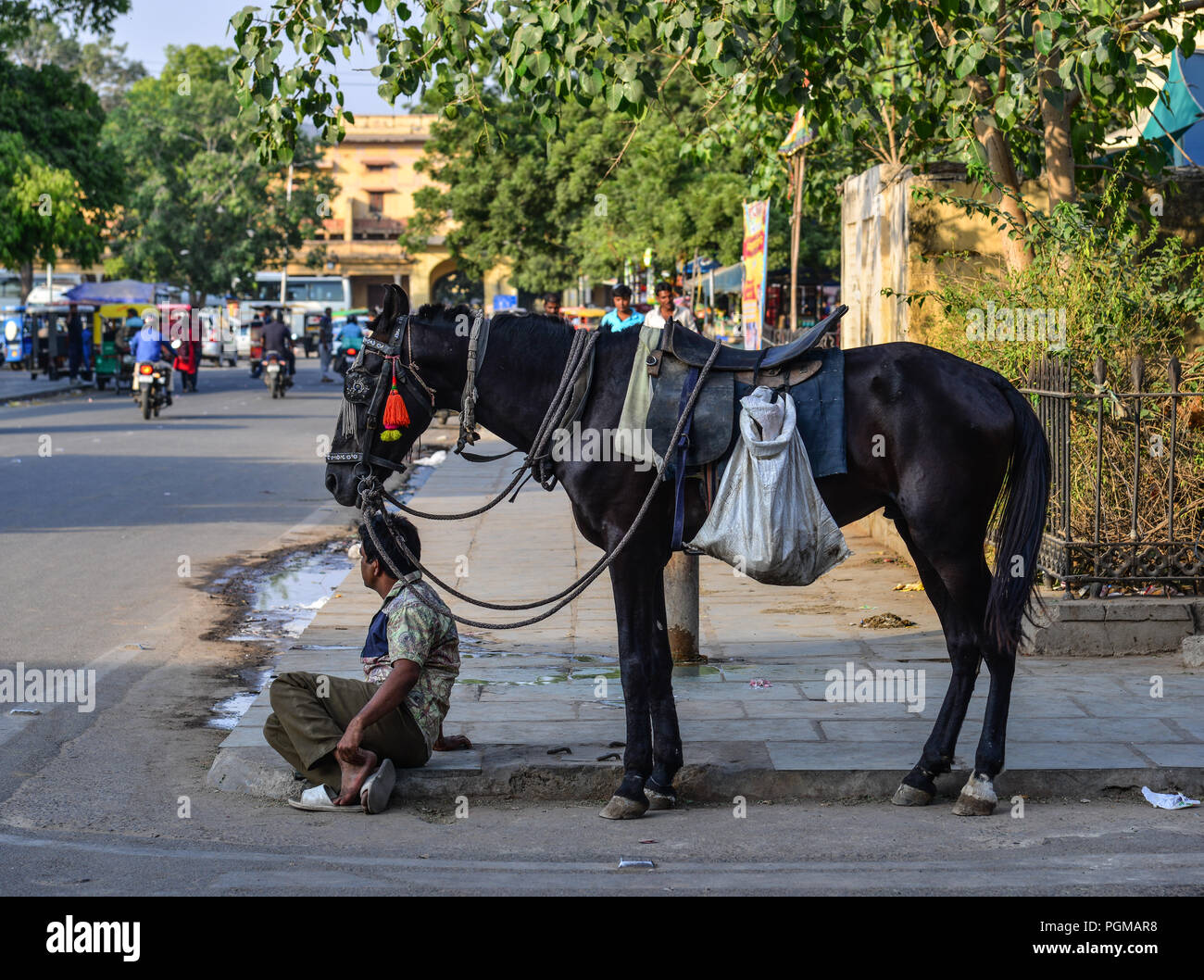 Jaipur, India - Nov 3, 2017. A black mule on street in Jaipur, India. Auto rickshaws are used in cities and towns for short distances. Stock Photo