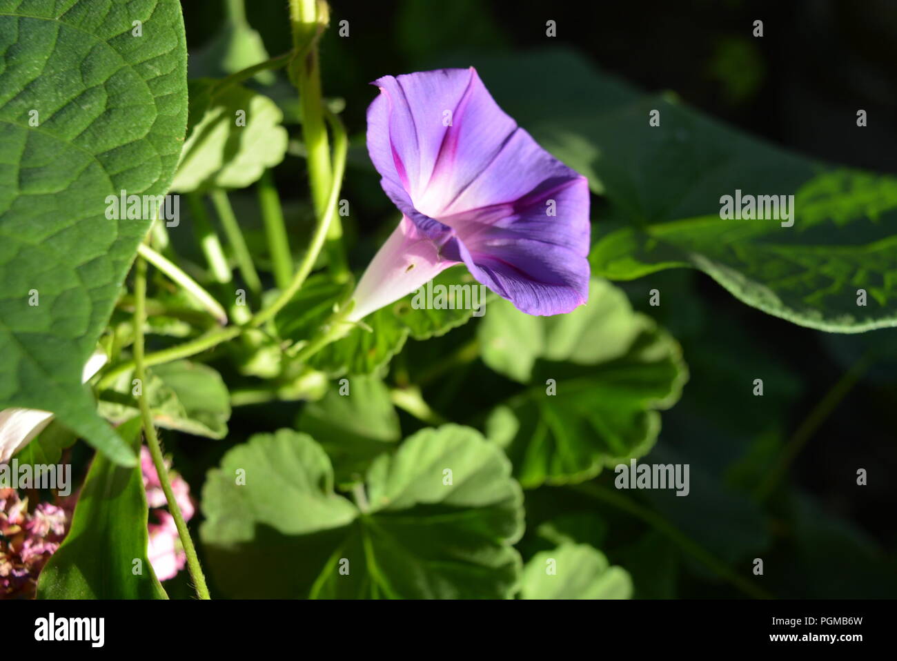 Saturated flowers of ipomoea or convolvulaceae with bright light foliage and a purple white blossom, morning glory, water convolvulus or kangkung Stock Photo