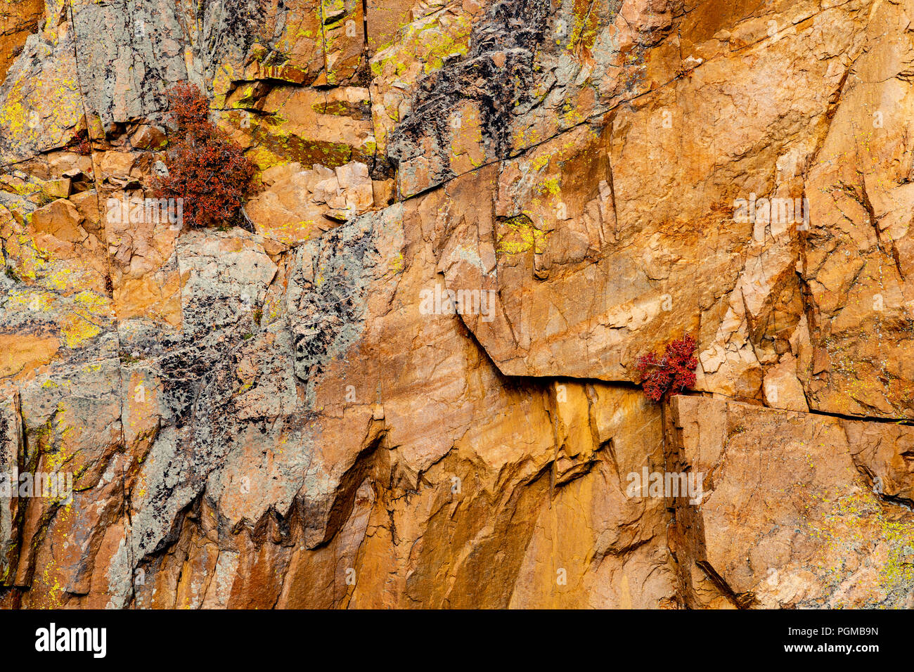 Small bushes in autumn colours growing out of a rock face in the Rocky Mountain National Park, Colorado, USA Stock Photo