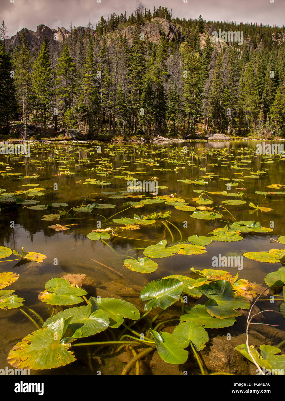 Nymph Lake in the Rocky Mountain National Park, Colorado, USA Stock Photo