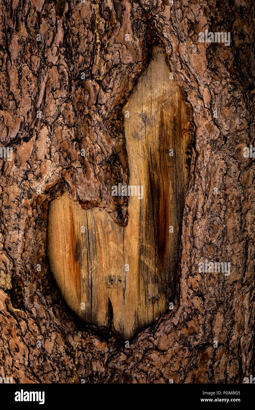 Shape, colour and texture in the bark on a tree trunk in the Rocky Mountain National Park, Colorado, USA Stock Photo