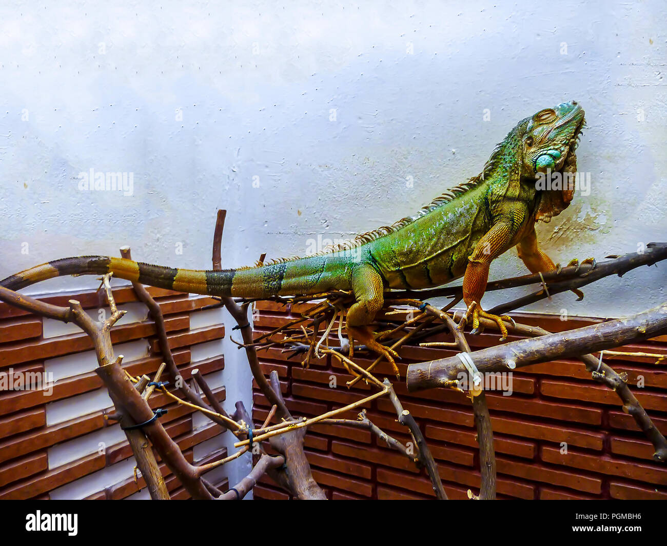 Iguana Lizard. Domestic pet relaxing with eyes closed. Stock Image. Stock Photo