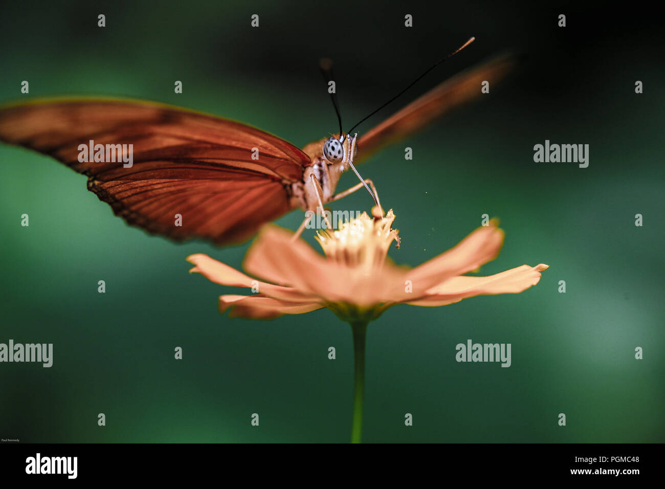 Butterfly pollinating flower Stock Photo - Alamy