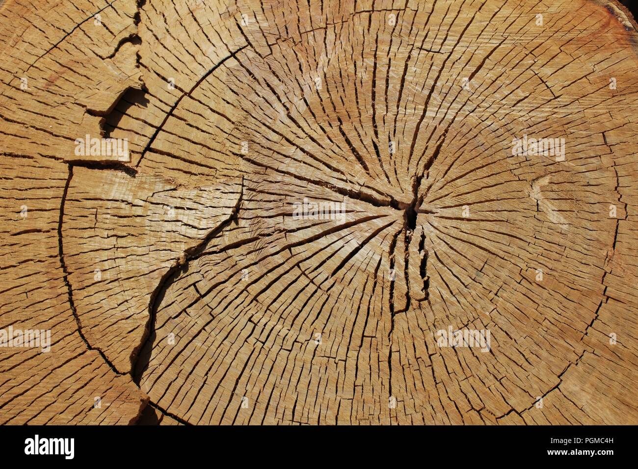Eucalyptus Tree Trunk Section High Resolution Stock Photography And Images Alamy