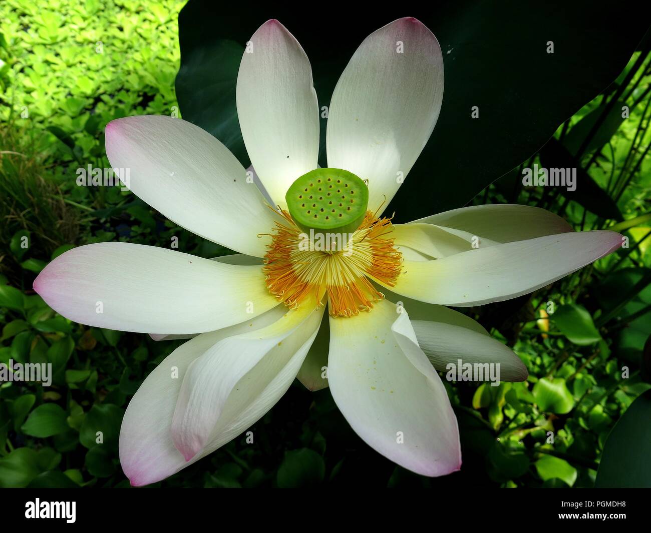Huge lotus flower with green seed pod. Stock Photo