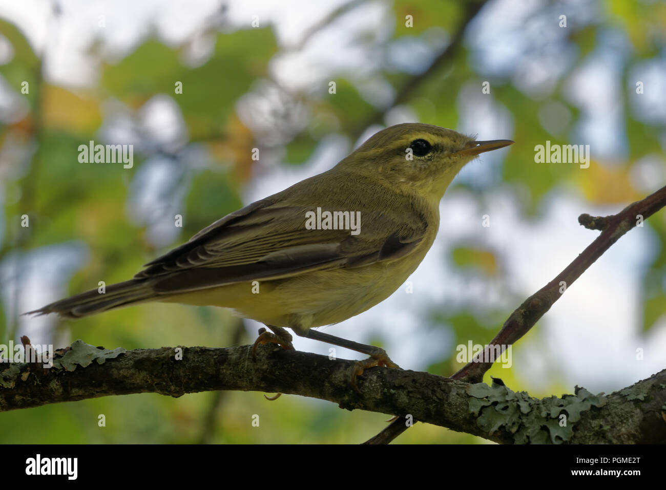 Willow warbler (Phylloscopus trochilus) is a very common and widespread leaf warbler which breeds throughout northern and temperate Europe and Asia Stock Photo