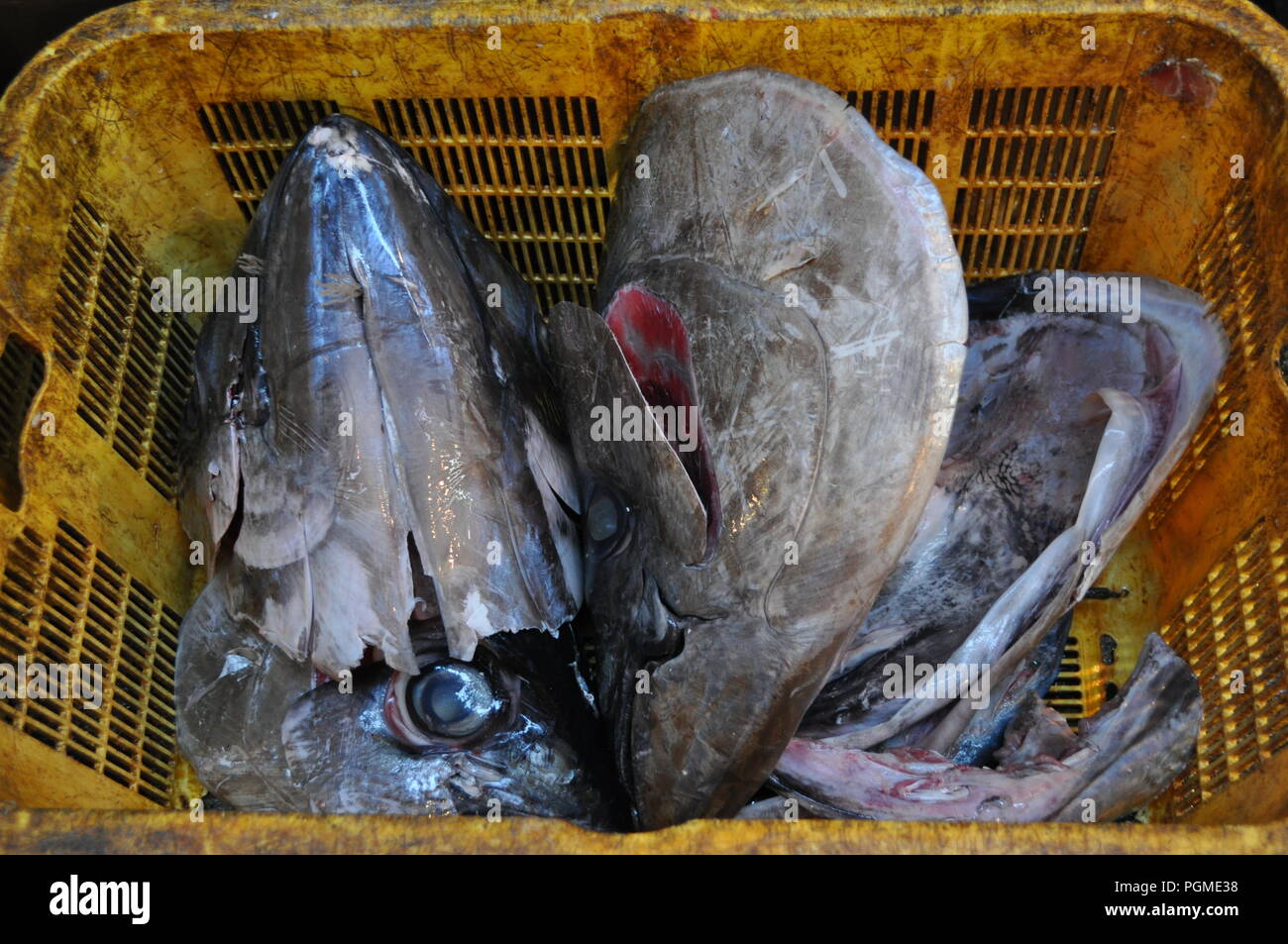 Tuna head remnants in Tsukiji fish market, Toyko, Japan Stock Photo Alamy