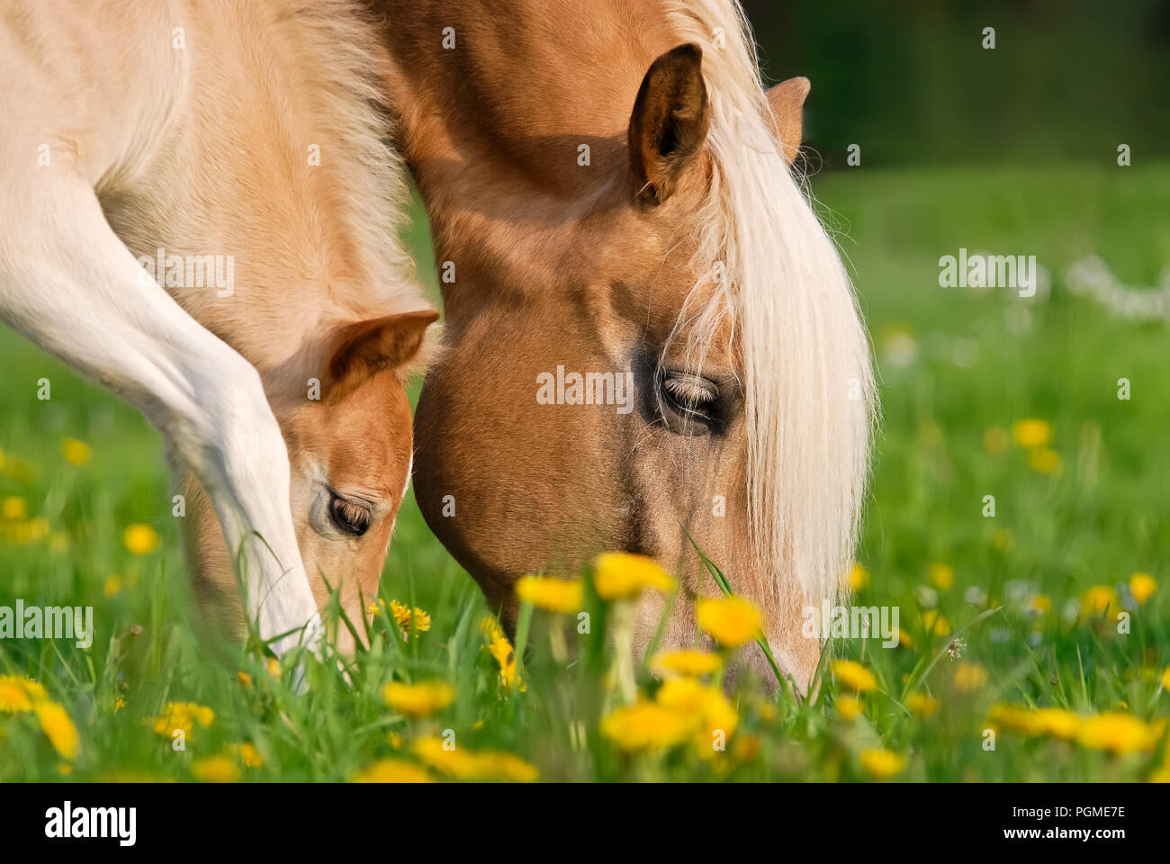 Haflinger horses, mare and foal grazing together in a green grass meadow with dandelion flowers, close up of their heads Stock Photo