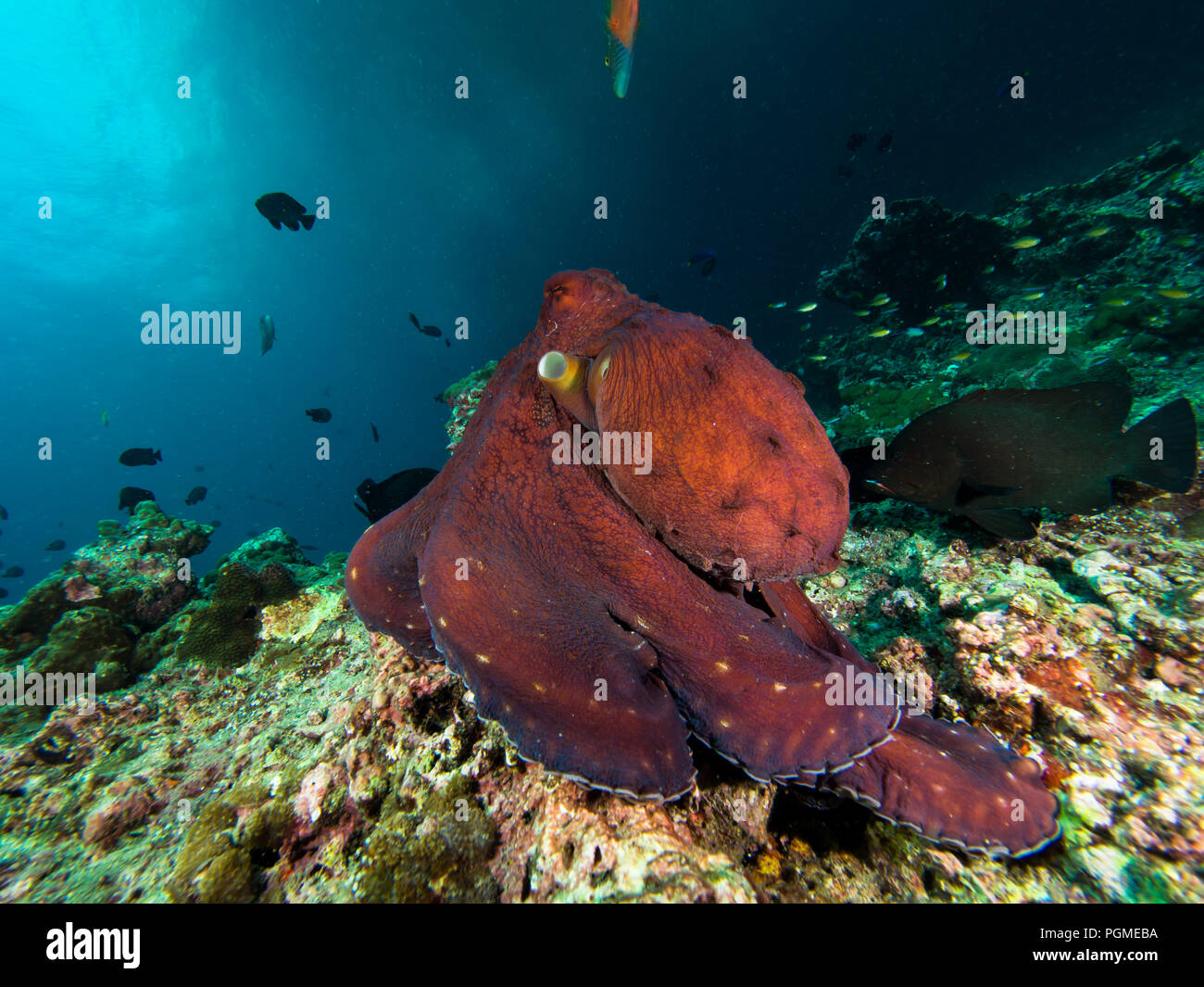 Octopus on a coral reef Stock Photo Alamy