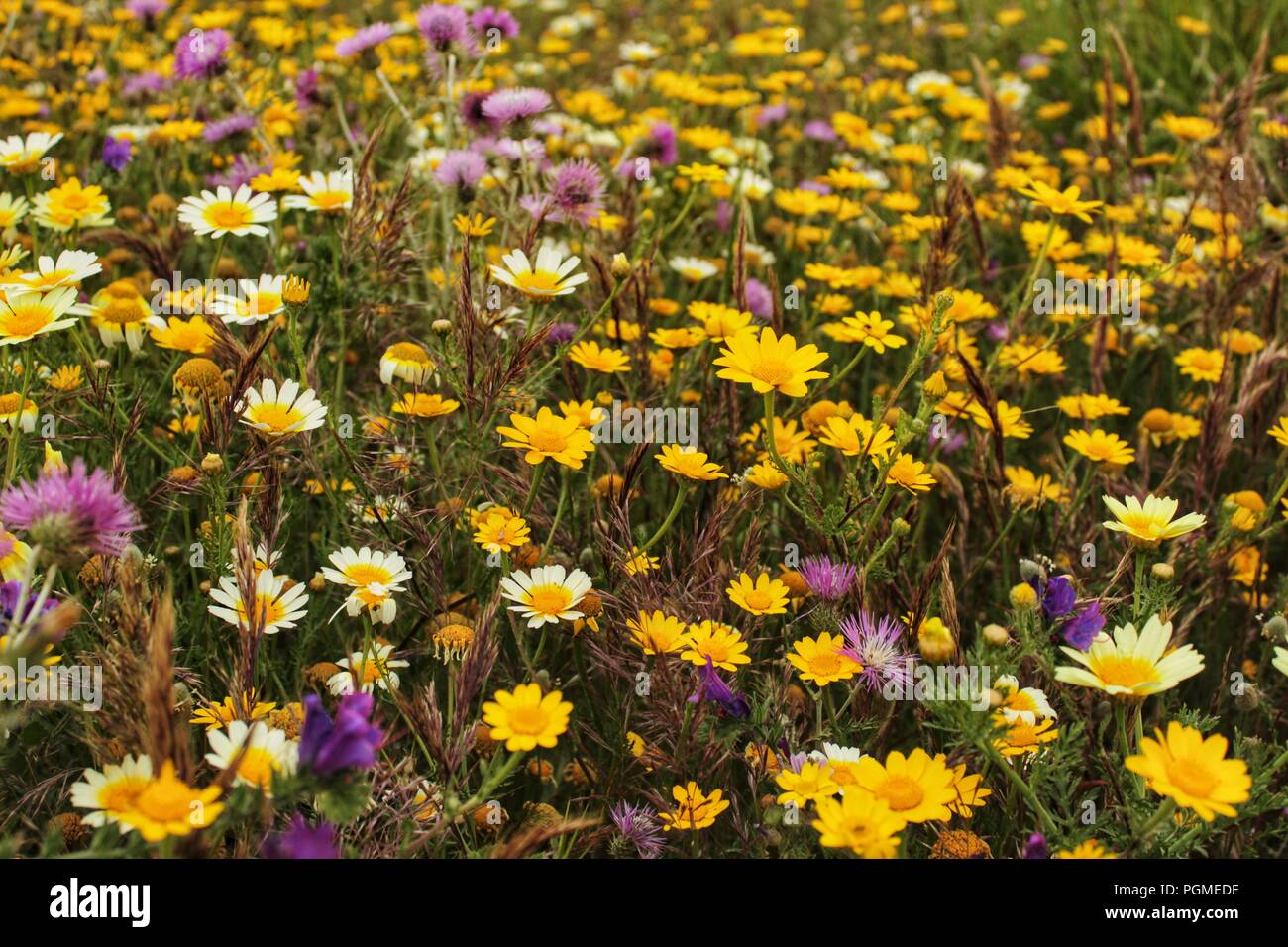 Beautiful meadow with colorful wild flowers in spring Stock Photo - Alamy