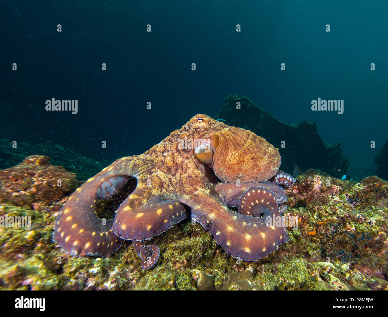 Octopus a coral reef Stock Photo Alamy