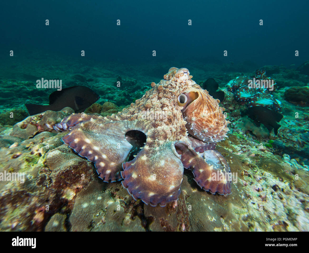 Octopus on a coral reef Stock Photo