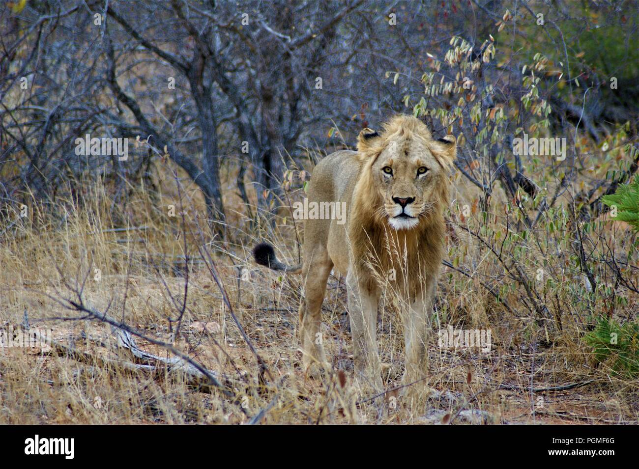 Juvenile lion Stock Photo