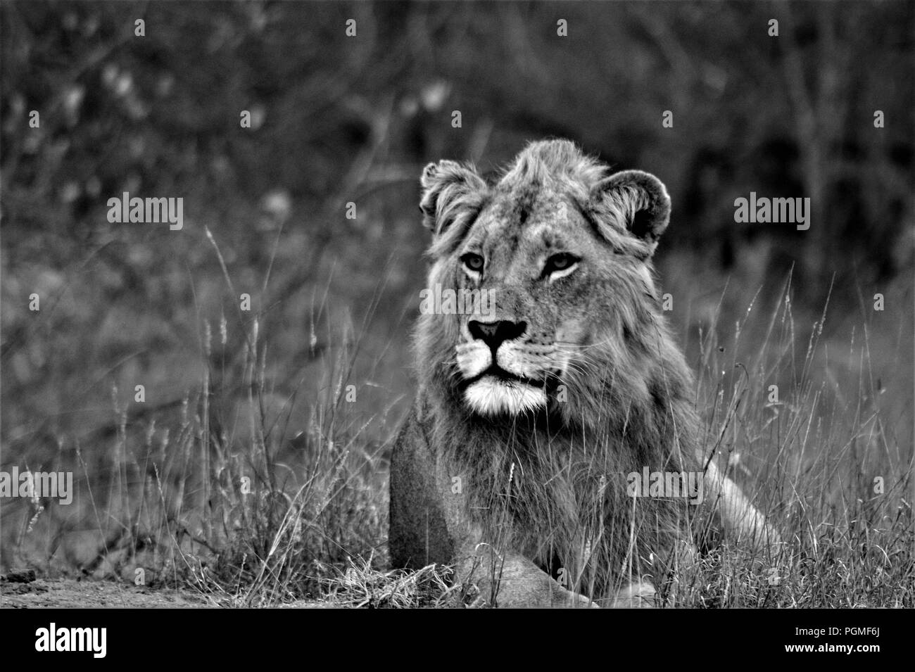 Wildlife photography Black and White Stock Photos & Images - Alamy