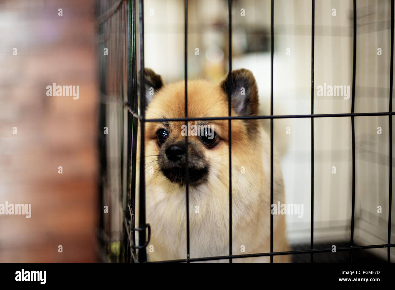 Dogs in a cage at home of alone Stock Photo Alamy