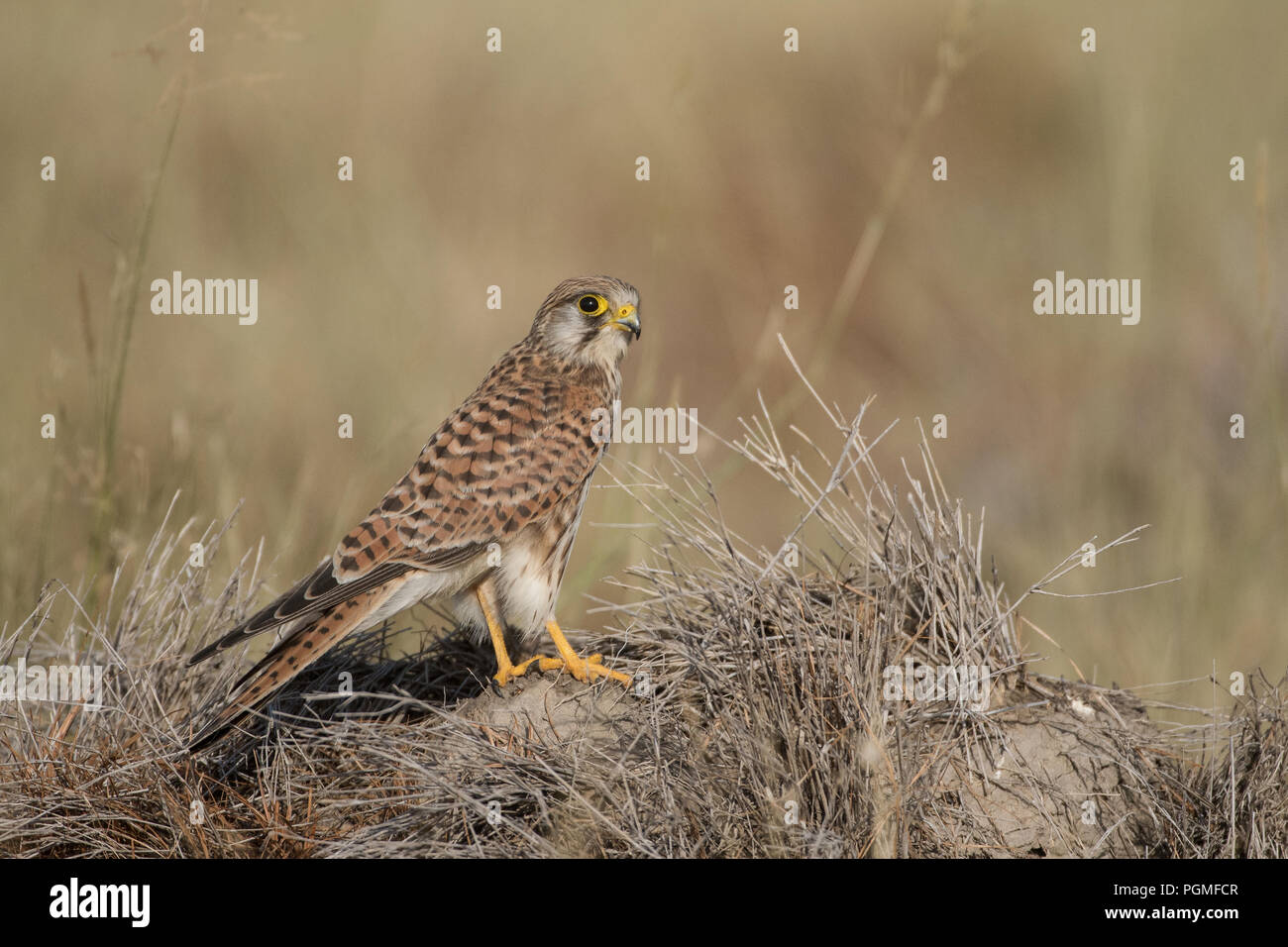A Common Kestrel (Falco tinnunculus) perched on a grassy patch in Tal Chapar Wildlife Sanctuary, Rajasthan, India Stock Photo